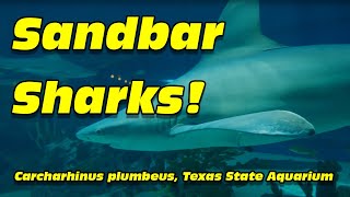 Sandbar sharks Carcharhinus plumbeus [upl. by Haines]