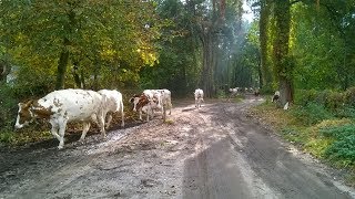 20180422Koeiendansdag Uden bij Zorgboerderij Amatheon [upl. by Phillane269]