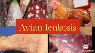 Avian Lymphoid Leukosis quotBig liver Diseasequot [upl. by Drye547]