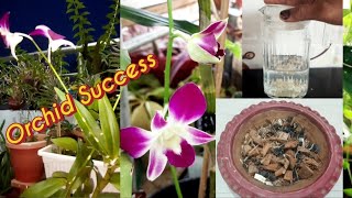 How To Care Orchid Plant  Perfect Potting Mix  Full Guide About Orchid  One Fertilizer For All [upl. by Kulseth]