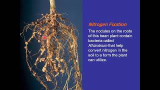 5th compr Viedo 5 bioinorgani Nitrogen Fixation [upl. by Akere]