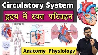 हृदय में रक्त परिवहन  Circulatory System  Cardiac Cycle  Heart  Cardiovascular System Blood [upl. by Hale]