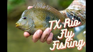 Texas fly fishing with Nate on the 3wt for Rio Grande Cichlids along with sunfish and little bass [upl. by Leanna]