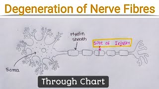 Degeneration of Nerve Fibres [upl. by Wehrle]