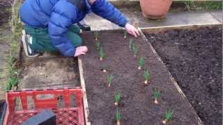 Allotment Diary Planting out the Shallots in the raised bed March 18th [upl. by Intihw230]