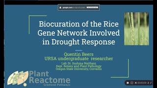 Biocuration of drought response genes and pathways in rice for the Plant Reactome Knowledgebase [upl. by Tloc]