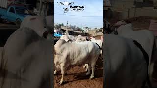 Ablak beautycowmandiupdate cattlemarket animals cowmandi shortfeed shorts malircattlemandi [upl. by Charles951]