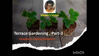 Terrace Gardening Part3  Strawberry Sapling Plantation [upl. by Yor]