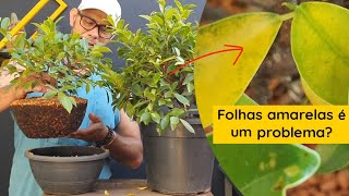 Entendendo e Tratando Folhas Amarelas em Ficus Dicas Essenciais [upl. by Narah780]