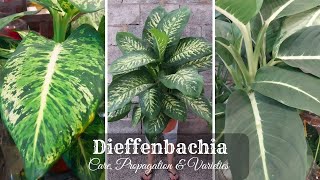 Dieffenbachia Plant Care and Propagation  Dieffenbachia Varieties  Dumb Cane Plant [upl. by Tami]