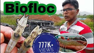 Shrimp Farming in Homemade BioflocPart3  Prawns Farming  Vannamei 90 Day Update [upl. by Llesig]