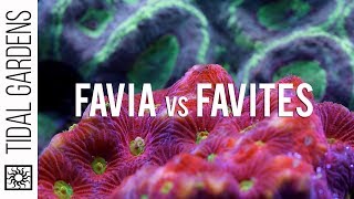 Favia and Favites Brain Corals [upl. by Nauqe]