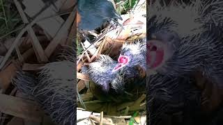 Greater coucal Birds force baby frogsEp12 [upl. by Fulvi489]