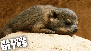 What Is This Adorable Animal  The Secret Life of the Zoo  Nature Bites [upl. by Durwin]