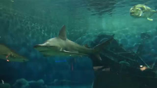 Sharks at Jenkinsons Aquarium Point Pleasant Beach NJ [upl. by Mehs]