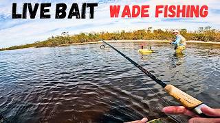 Live Bait Wading Grass Flats amp Oyster Bars  CharlotteHarborFisherman [upl. by Ynove]