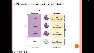 Patterns of Gene Expression Lecture Video [upl. by Kleper]