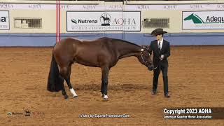 2023 Nutrena AQHA World and Adequan Select World Amateur Showmanship [upl. by Tnarg]