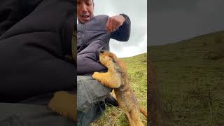 Cute Wild animal bobak marmot or prairie dog eating cookies yummy 111 [upl. by Alvita]