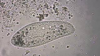 Paramecium under the microscope [upl. by Mulac210]