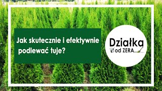 Jak skutecznie i efektywnie podlewać tuje oraz inne drzewka i krzewy [upl. by Hujsak]