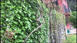 Il Muro e lEdera  The wall and the ivy [upl. by Bonis]