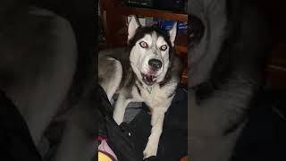 Siberian husky howling [upl. by Angeli]