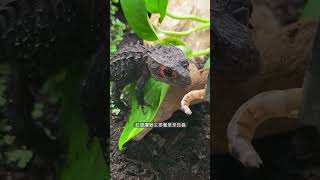 紅眼鷹蜥 RedEyed Crocodile Skink♥️純分享♥️動物♥️生活所有資訊均來自書籍及網絡紅眼鷹蜥 RedEyedCrocodileSkink 1噸娃娃 1tonwawa [upl. by Aicel]