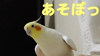 あそぼっ！ッて さそってくる…オカメインコ [upl. by Nathalia196]