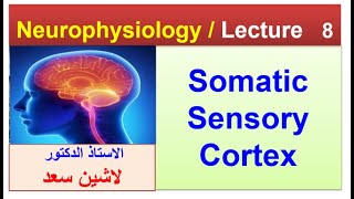 Somatic sensory cortexLashin دلاشين [upl. by Clancy513]