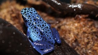 Poison Dart Frogs Feeding [upl. by Aitel]