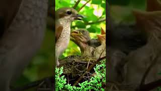 Shrike Beautiful nestbirds shortwatchbird [upl. by Ahsik781]