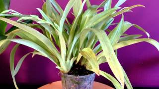 Orchid care How to care for Miltoniopsis Orchids quothow to grow orchidsquot [upl. by Decima277]