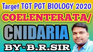 Coelenterata or cnidaria full lecture  Uptgt pgt biology classes  character of coelenterata [upl. by Rosio]