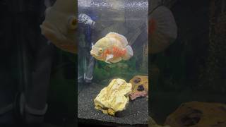 How is the Cichlid tank looking [upl. by Winser]