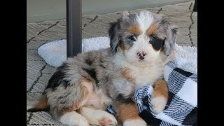 Mini Bernedoodle Puppies for Sale [upl. by Dhaf173]