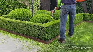 Buxus hedgetrim boxwood topiary hedge cloud [upl. by Lindberg]