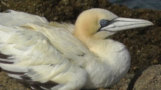 Gannet on The Rocks on The Isles of Scilly [upl. by Trimmer]