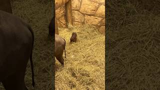 Baby babirusa at San Antonio Zoo 🥰🐷 animals babyanimals cuteanimals shorts [upl. by Ysac698]