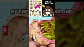 How What We Eat Convert Into Poop 3D Animation  PART1  digestivesystem health viral [upl. by Pallaten]