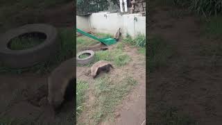 Stoffel the Honey Badger at Moholoholo [upl. by Catlaina]