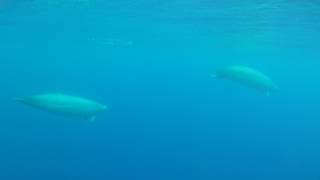 First underwater video of True´s beaked whales [upl. by Lynden]