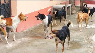 STREET DOG FIGHT  DOG FIGHT VIDEO 🐕DOGS BARKING STUDY THE NATURE OF DOGS IN RAINY SEASON [upl. by Grannie]