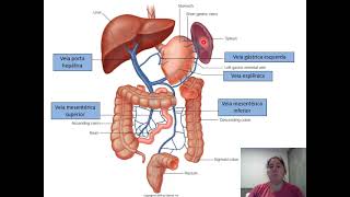 Drenagem venosa do sistema digestório [upl. by Finnie]