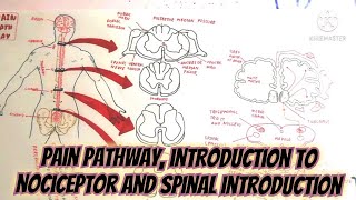 pain pathwayintroduction to nociceptor and spinal introduction umerfarooqbiology7083 [upl. by Dylan]