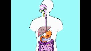 Sistema Digestivo  The digestive System  Subtitles in English Video [upl. by Piane]