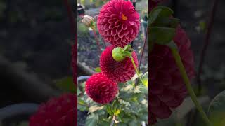 My dahlias 🌸 dahlias dahliaseason garden [upl. by Seen]