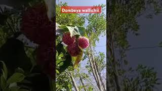 Dombeya wallichii plants FloweringPlants FloralShorts GardenShorts FlowerPower BloomingBeauty [upl. by Ahsa194]