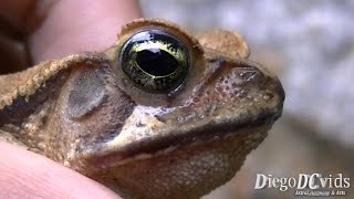 Rhinella abei  Beaked Toads Bufonidae Sapo cururú [upl. by Jaenicke]