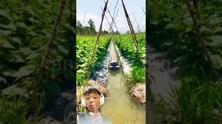 Tips for fast watering of millennial farmers abroad agriculture farming farmer technology [upl. by Clio680]